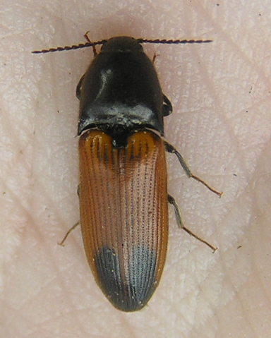 File:Ampedus apicatus.png