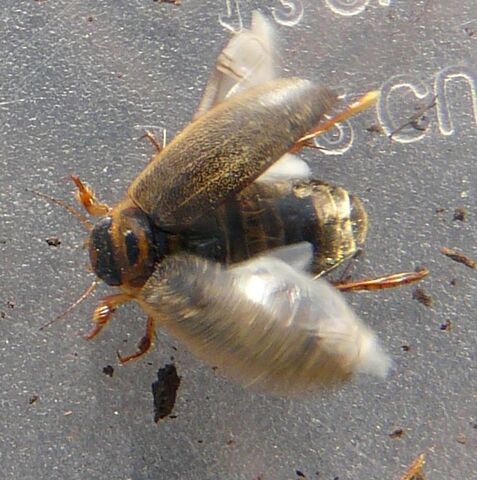 File:Rhantus sericans 3.jpg