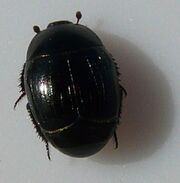 Hister beetle sp. 2 (2)
