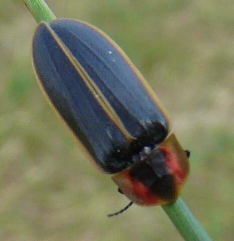 File:Pyractonema dispersa.jpg