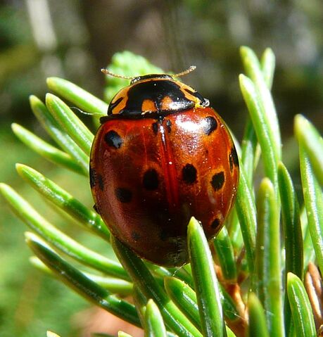 File:Anatis mali ladybird.jpg