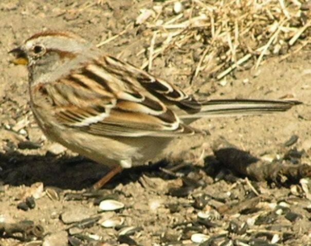 File:American Tree Sparrow.jpg
