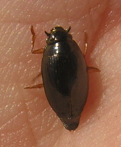 File:Gyrinus sp. 1.png