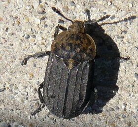 Northern carrion beetle1