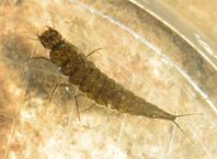Pdivingbeetlelarva1
