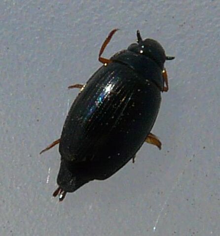 File:Gyrinus sp.2.jpg