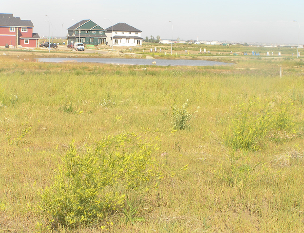File:Habitat, Overgrowndrysoilmeadow.png