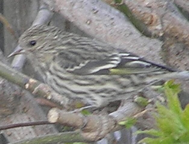 File:Pine Siskin 3.jpg