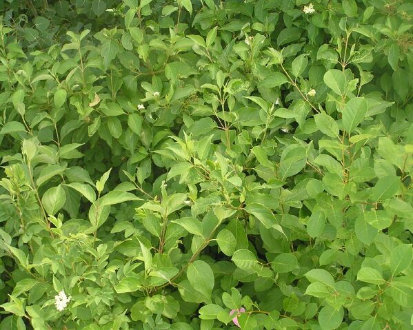 File:Bushshakingtechniqueshrub1.jpg