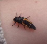 Harlequin ladybird larva