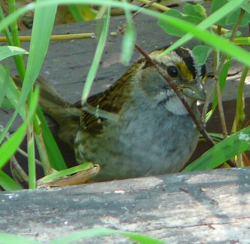 File:White-throated Sparrow.jpg