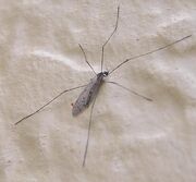 Erioptera cana thumb pic