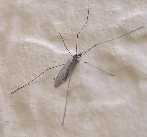 File:Erioptera cana thumb pic.jpg