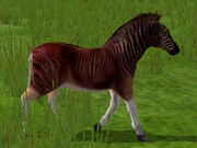 Quagga
