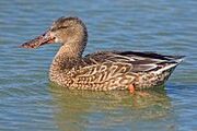 Northern Shoveler Female