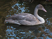 Juvenile Trumperter Swan