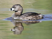 Pied-billed grebe