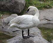 Trumpeeter Swan