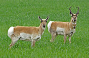 Pronghorn
