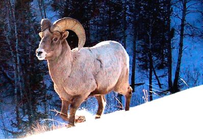 Bighorn Sheep