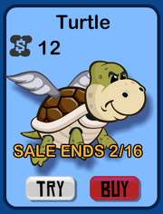 Buyturtle