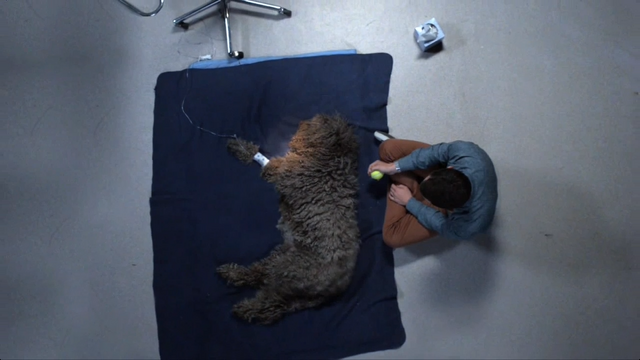 File:Wilfredasrealdog.png