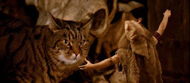 File:Cat.jpg
