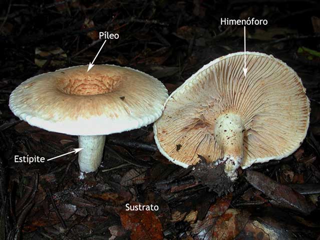 Tinedol la crema del hongo en los pies en las farmacias