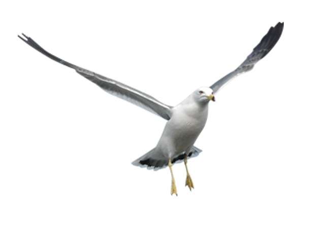 Archivo:Aves (6).png