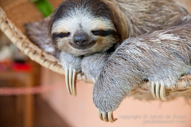 File:Jakobdezwart-bestof-sloths-9517.jpg