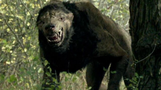 File:WolfCloseUp.jpg