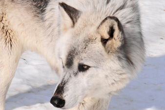 Petalthewolf