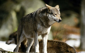Wolf-animal-wallpaper-445x278-419
