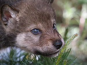 File:Russian-wolf-pup.jpg