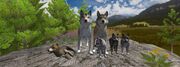 Wolfquest 2.7