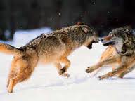 File:The pack wolves fighting.jpg