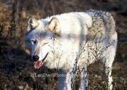 One Eyed Wolf
