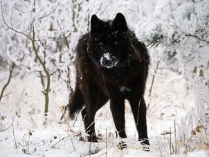 Black-wolf-in-snow-beautiful-eyes-kewl