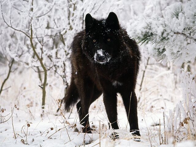 File:Black-wolf-in-snow-beautiful-eyes-kewl.jpg