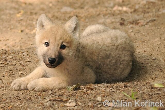 File:Hb wolf pup2.jpg
