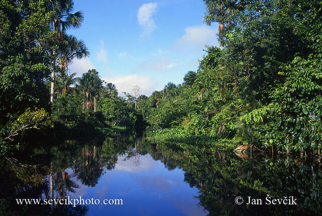 File:Orinoco-delta-river-3.jpg