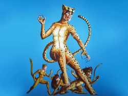 Cheetahs