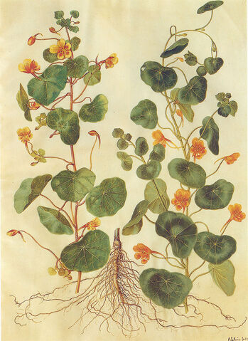 File:Gc1 tropaeolum majus.jpg