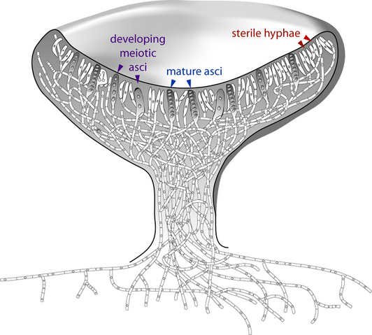File:Ascocarp2.png