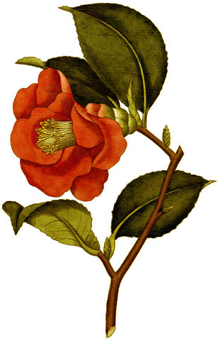File:BotMag-0096-0042-Camellia japonica.jpg
