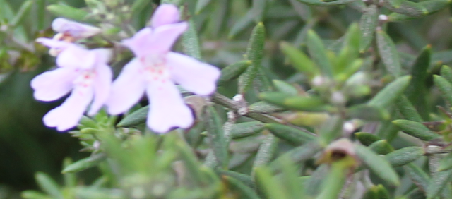 File:Rosemary detail.png
