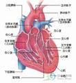 心臟構造圖.jpg