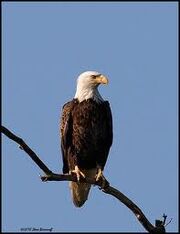 Eagle