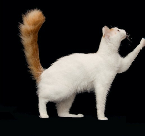 File:Sunpaw.png
