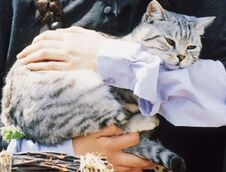 Millie tabby